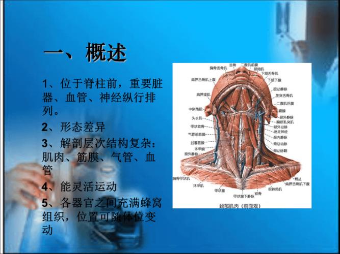 颈部局部解剖
