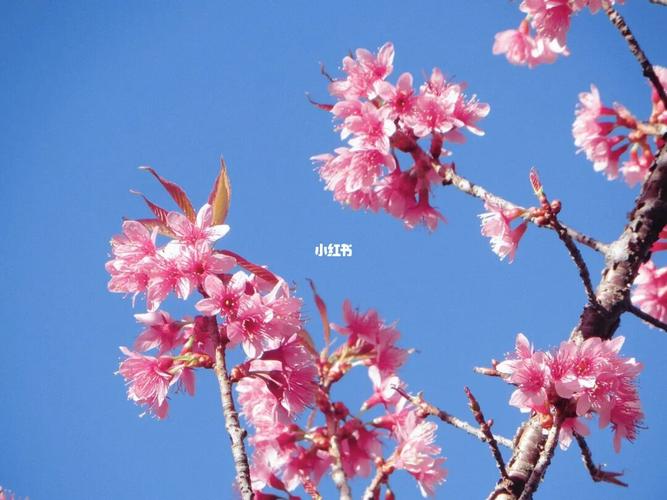 樱花_樱花_大理大学(古城校区)攻略_樱花校园_生活记录_校园生活