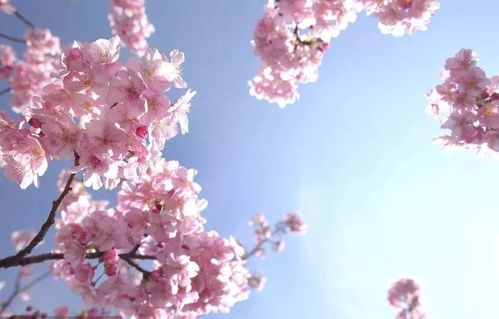 简单粗暴辨花法,一秒分清梅花樱花桃花杏花梨花