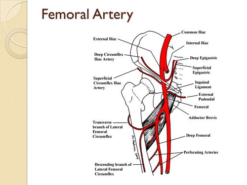 股动脉的深方,在股内侧肌与内收肌间又发出旋股内侧动脉,旋股外侧动脉