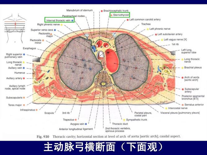 主动脉弓横断面(下面观)