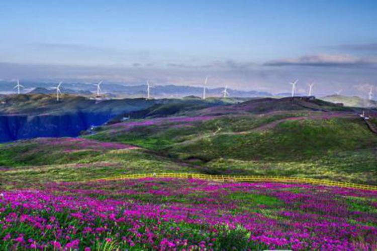 赫章县大韭菜坪景区成为云中花海 (李学友 摄)