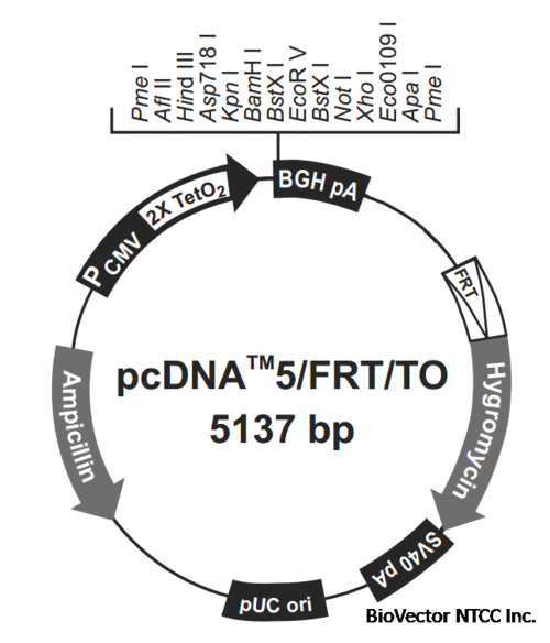 pcdna5/frt/to基因定向重组载体四环素调控诱导表达质粒-biovector nt