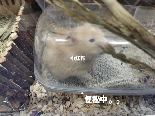 金丝熊日常行为_金丝熊_宠物_我家宠物好可爱_宠物