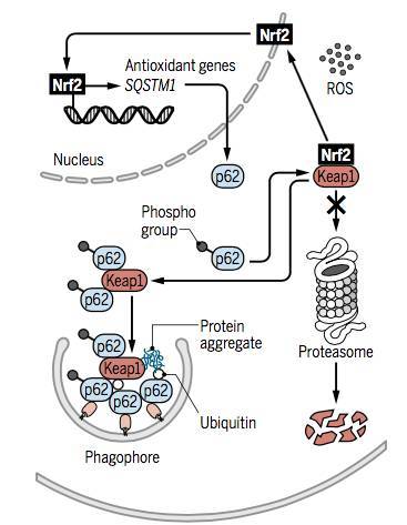 压力相关的自噬信号通路,这篇都说清楚了