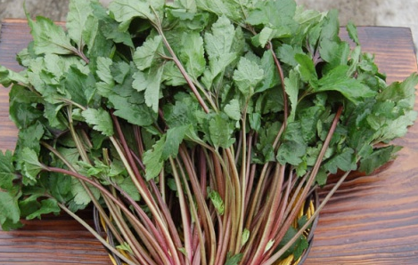 薄荷叶泡水的功效与作用薄荷叶泡水的功效及禁忌是什么