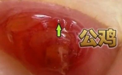 区分小鸡的公母