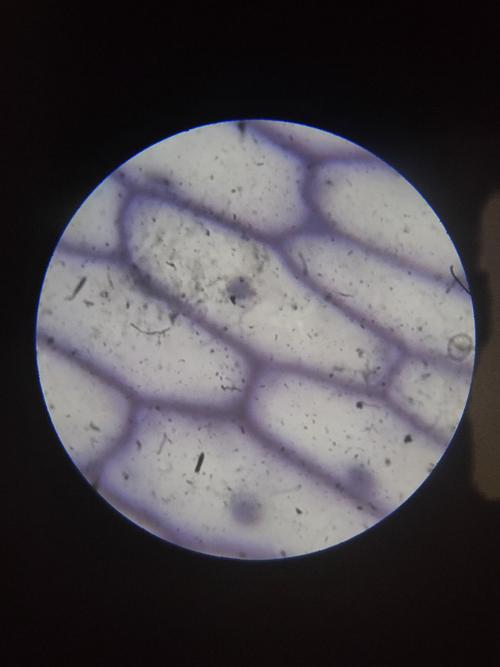 可以清晰的看到染色的细胞壁和细胞核.