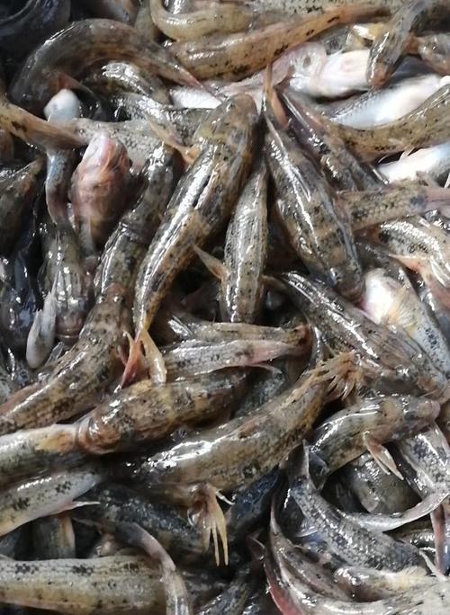 潮汕野生狗母笋壳鱼海捕鱼营养煲汤海鱼鲜活其它