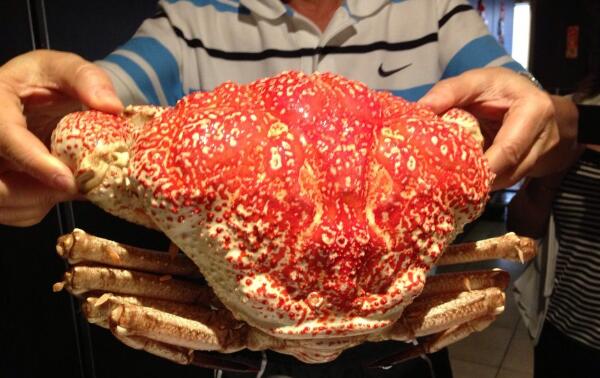 世界上最重的螃蟹澳洲皇帝蟹重达72斤