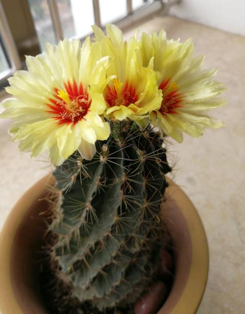 仙人球一一龙王球开花