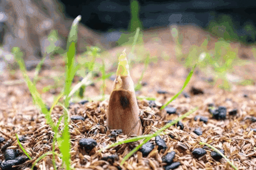 笋农们,等了整整一个冬天,终于等到春笋破土而出.