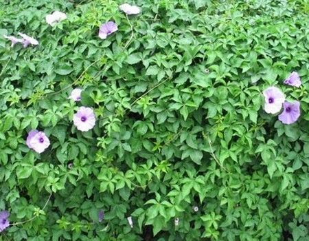 五爪金龙养殖方法        这三个季节是它的生长旺季,肥水管理按照"花