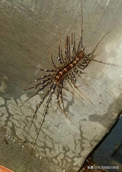 蚰蜒,它们是无害的,会帮你吃虫子!