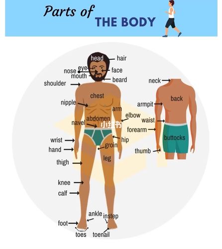 7815身体各个部位的英文表达26615_上海攻略