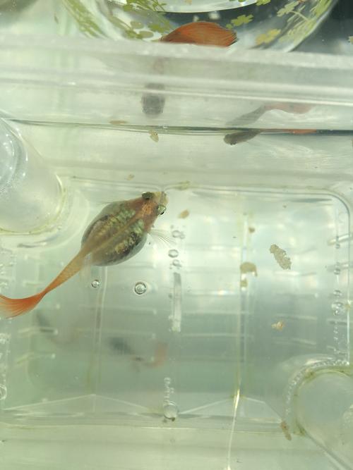 我的孔雀鱼已经这么大肚子两个多星期了,是怀孕了还是生病了,看着这大