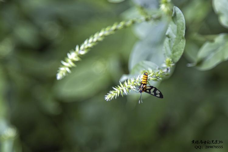 昆虫记蕾鹿蛾