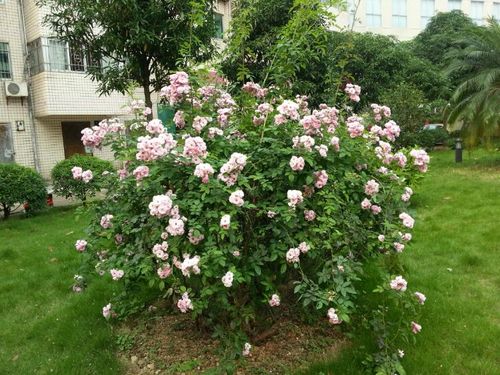 我家门前的野月季