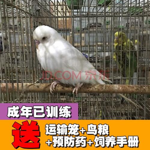 萌萌哒大头虎皮鹦鹉宠物活鸟已训练会说话成年非幼鸟特色虎皮送鸟粮