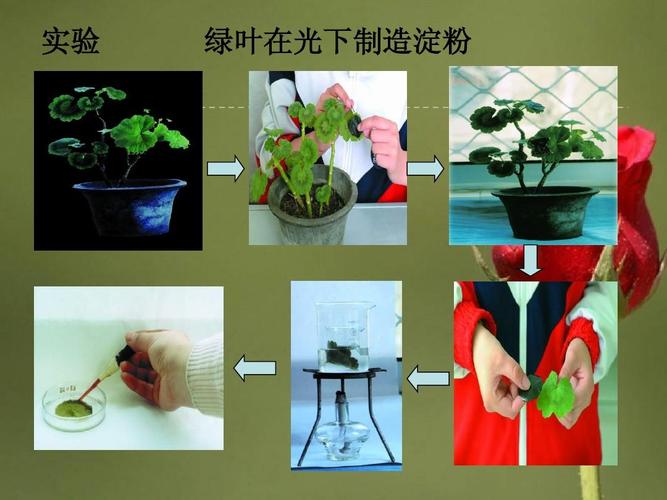 生物中考专题一__光合作用与呼吸作用复习答案ppt