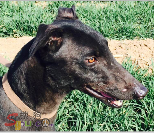 黑色屠城之子【屠夫】与济宁朋友的黑母结合格力(灵缇