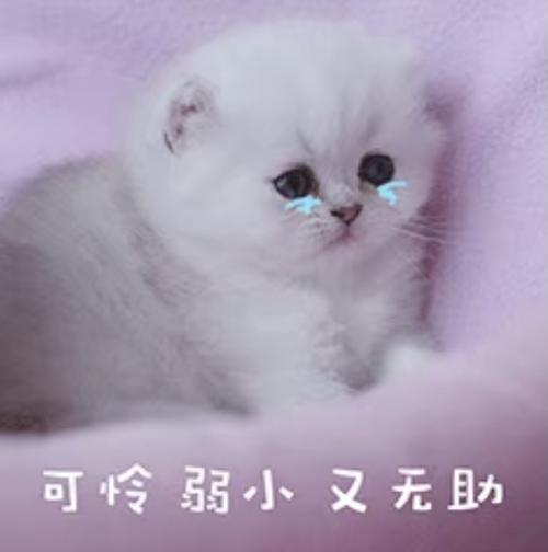 可怜系可爱表情包(持续更新)
