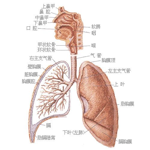 【系统结构】人体八大系统的作用 人体八大系统功能结构图