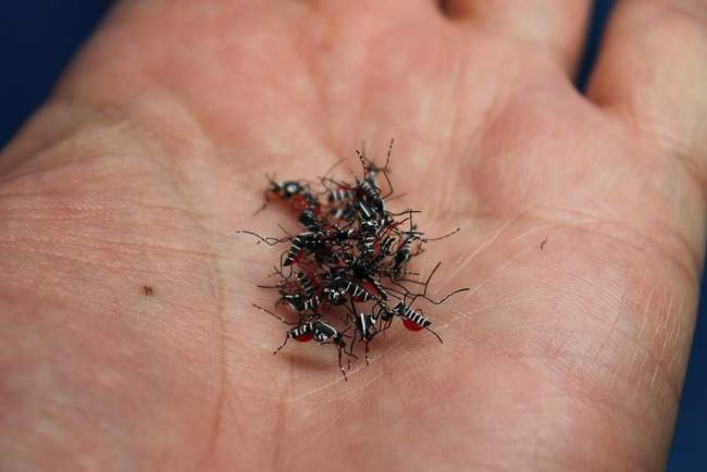 新疆北湾号称蚊子王国蚊子最多时每立方米1700只却仍有人坚守