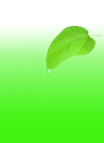 聊天背景     绿色 护眼