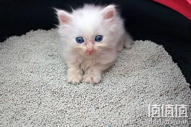 如何选购猫砂_选购猫砂的注意事项