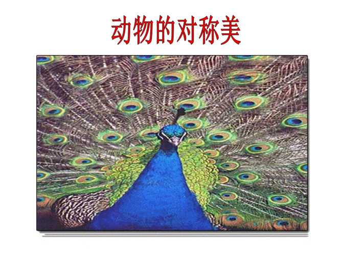 巧用对称形,人美版四年级美术下册,对称的美,植物的对称美,动物的对称