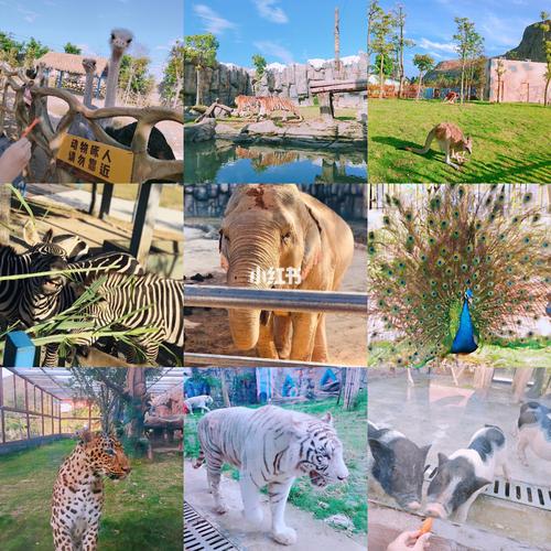 福州周边游| 福清永鸿野生动物园7815_动物园_周边游_福州动物园