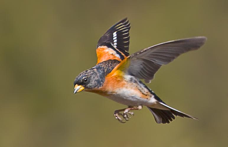 虎皮 燕雀 鸟叫声 mp3格式