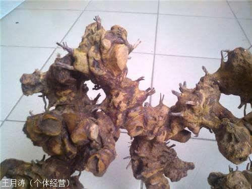 多少钱;任城 蓖麻子多少钱一斤(蓖麻子)哪里能买到奇花异草中药材