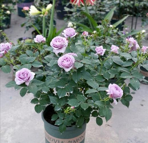 "无缺点"月季花,四季开花,香气浓郁,南北都能种,室内也能养