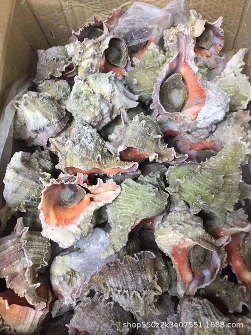 熟冻印尼千手螺 大海螺 大西洋大刺螺 刺身千手螺 6-8两一只