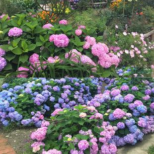 进口绣球花苗 魔幻绣球落叶灌木庭院盆栽花卉无尽夏八仙花庭院