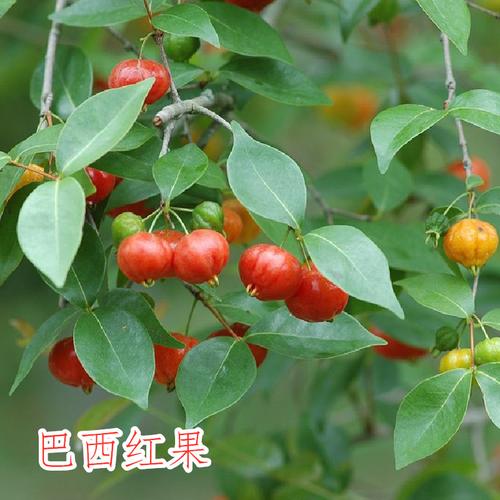 巴西红果常绿植物叶观果盆景适合客厅阳台养护耐高温