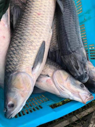 每周各大规格青鱼,只做精品,没有垃圾鱼,需要请联系我