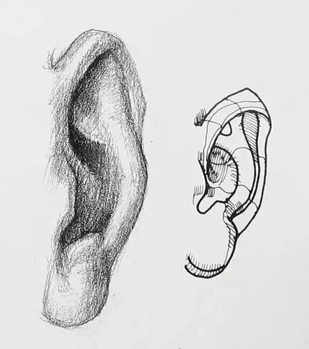 「素描」耳朵画法详解