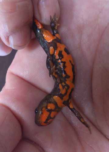 展开全部 蝾螈 跟这一样