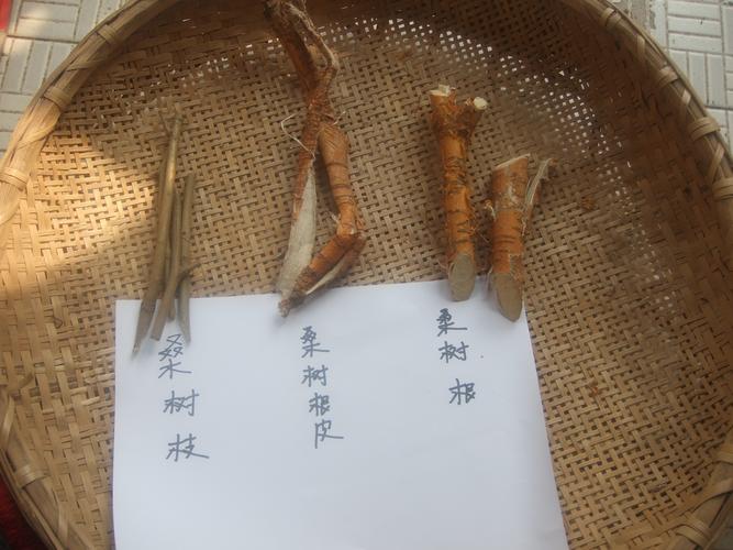 靠山村野生老桑树根皮 桑根皮 桑根皮 全根皮 新货