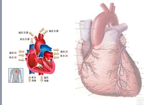 先天性心脏病有何特征