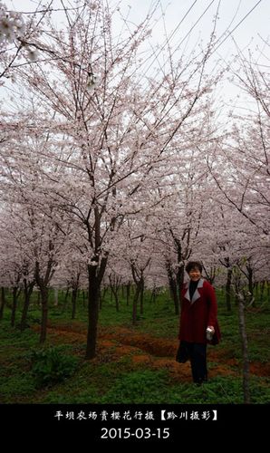 平坝农场赏樱花【七绝】