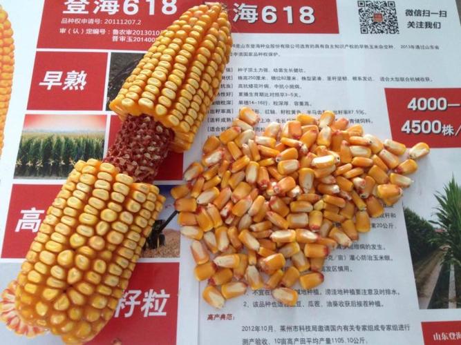 登海618,国人骄傲---记录登海618在滑县的表现