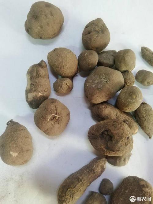 原生三叶青新鲜晒干中药材金线吊葫芦丝线吊金钟