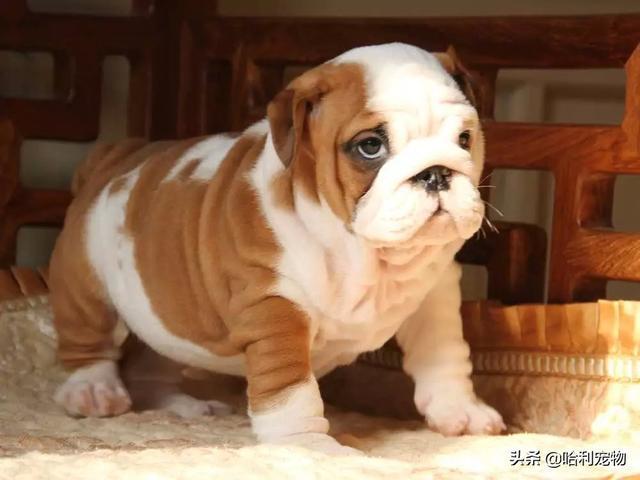 法国斗牛犬顾名思义起源于法国,是英国斗牛犬和其他品种交配产生,曾