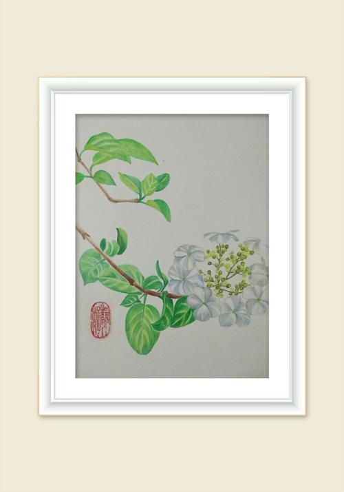 琼花――大方之美