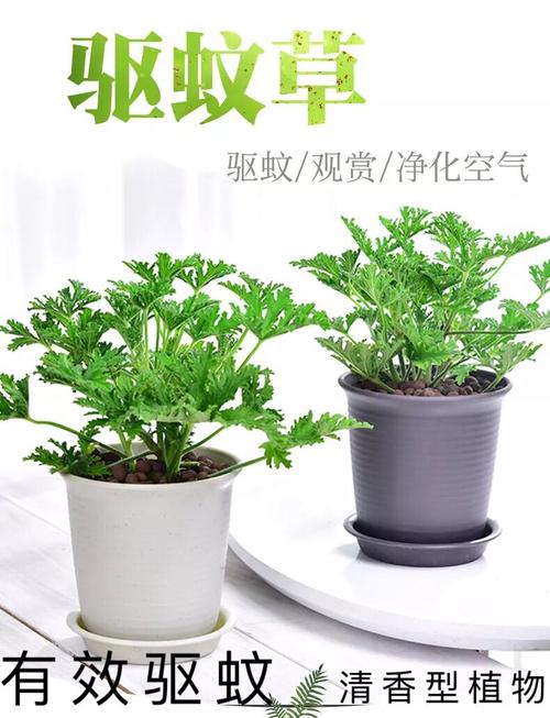 驱蚊草植物盆栽绿植庭院卧室内外夏季防蚊避蚊草香叶天竺葵灭蚊草