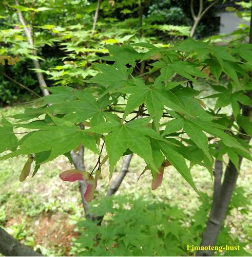 20210214鸡爪槭acerpalmatumthunb